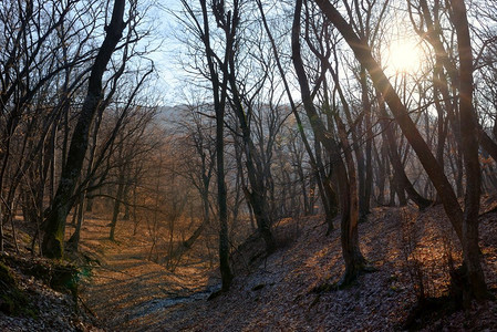 路径在春天森林和太阳在日落