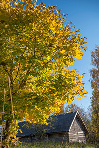 秋天的俄罗斯老村木屋