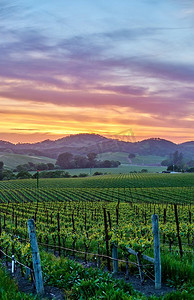 葡萄庄摄影照片_葡萄园景观日落在加利福尼亚州，美国