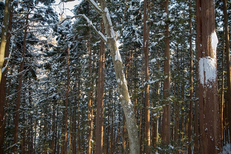 自然、景观和野生动物概念—日本的冬季森林。日本冬季森林