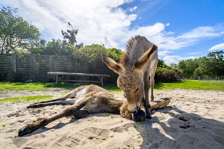 宠物们摄影照片_夏天，驴友们在农场的沙滩上放松和玩耍