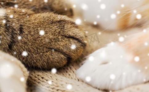 宠物，冬天和卫生的概念-雪地上毯子上的两只猫的爪子的特写。雪地上两只猫的爪子贴在毯子上的特写
