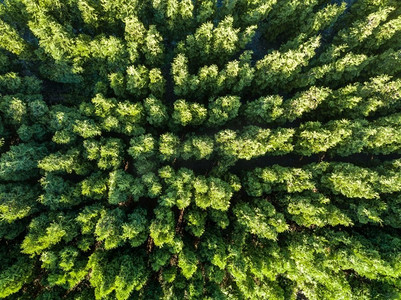 全景森林摄影照片_ 空中，自然，视图，景观