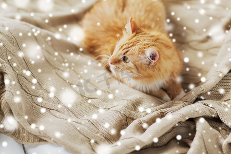 宠物和hygge概念—红色花斑猫躺在毯子在家里在冬天超过雪。红色花斑猫躺在毯子在家里在冬天