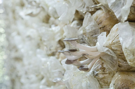 泰国农场的白色和黑色白杨有机蘑菇（Agrocybe cylindraca）