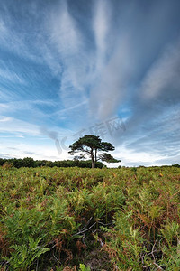 英国新森林国家公园布拉特利风景画美丽的夏日落日景观