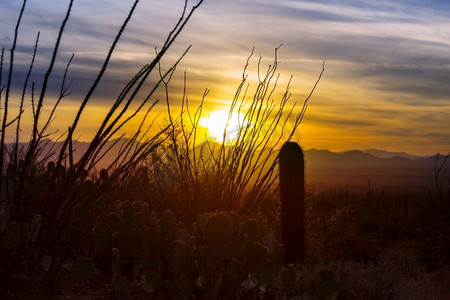 大Saguaro仙人掌在一个山，亚利桑那州，美国