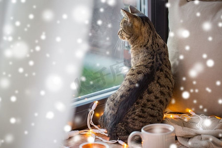 宠物，圣诞节和hygge概念—虎斑猫看通过窗口在家里在冬天超过雪。虎斑猫看通过窗户在家里超过雪