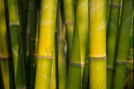 竹林里的竹子近在咫尺。成都，中国。竹林中的竹子