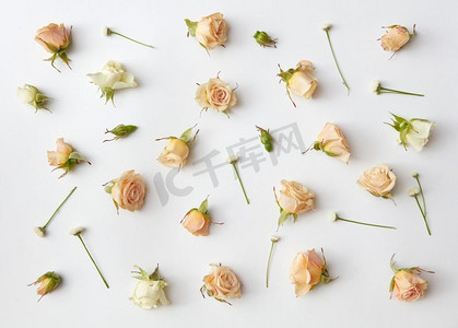 假日明信片摄影照片_各种软玫瑰和叶子散落在白色背景，俯视图。平躺。各种各样的玫瑰头。