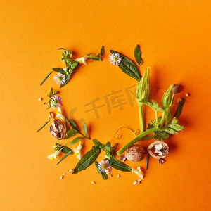 坚果、花和绿叶的创造性框架在橙色背景，秋天组成平奠定。一个圆形的花和叶框