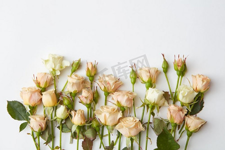 角落框架米色玫瑰孤立在白色与空间的文本。白玫瑰孤立