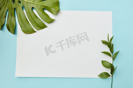 绿色明信片卡片摄影照片_垂直边框上的蓝色背景上装饰着绿色的叶子，下面有一个地方的文字平铺。明信片装饰的树叶
