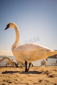 阳光明媚的夏天，天鹅在沙滩上走来走去。动物和鸟类在自然界中很接近..走在海滩上的天鹅