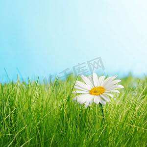 一朵雏菊在绿草地上，