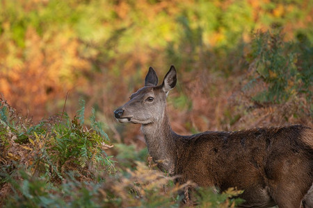 美丽的肖像红鹿后在五颜六色的秋天森林景观