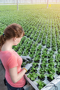 年轻的女植物学家在苗圃检查苗木