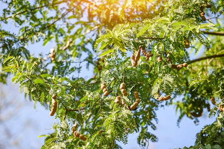 罗望子树，成熟的罗望子果实在树有叶子在夏天背景，罗望子种植园农业农场果园热带花园