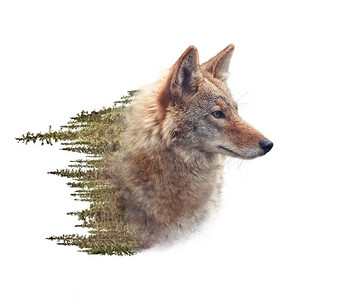 森林郊狼摄影照片_白底双曝光郊狼肖像和松林
