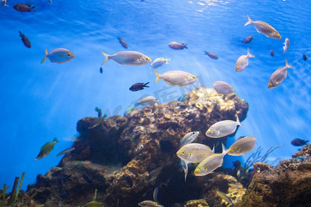 金枪鱼学校附近的海礁在水族馆。金枪鱼学校