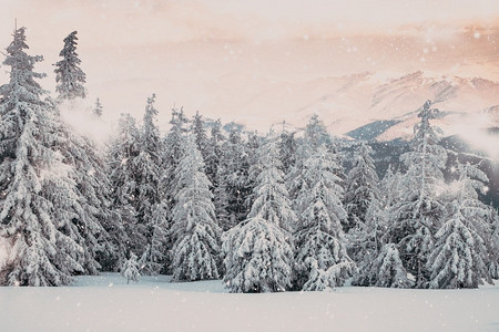 惊人的冬季仙境景观与雪冷杉树