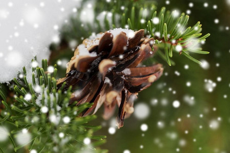 圣诞圣诞果摄影照片_季节，野生自然和圣诞概念-冬季森林中的杉木树枝和雪果。冬季森林中的杉木树枝，有雪，有球果