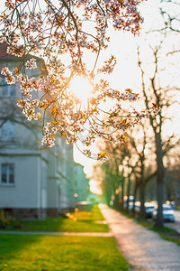 城市摄影照片_春天在城市与日落、樱花和模糊的背景与房子。前视图。