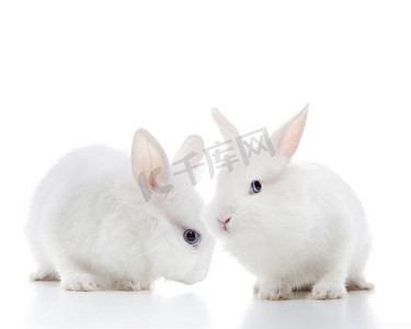 两只白兔被隔离在白色背景上。两只大白兔