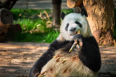 中国旅游的象征和吸引力--大熊猫吃竹子。四川成都，中国。中国的大熊猫