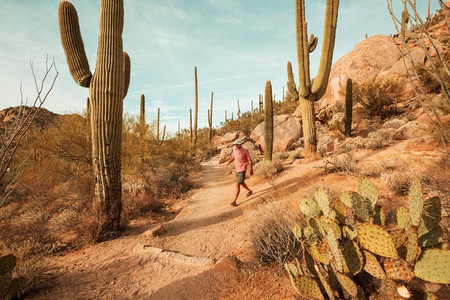 大Saguaro仙人掌在一个山，亚利桑那州，美国