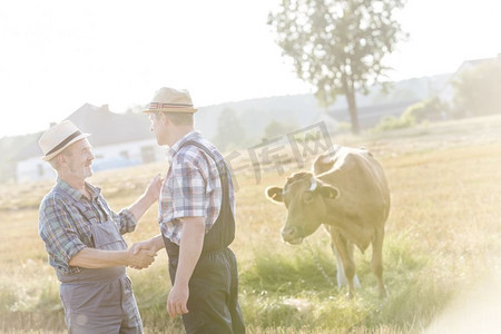 打招呼摄影照片_农民在农场与奶牛握手时打招呼
