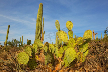 大Saguaro仙人掌在一个山，亚利桑那州，美国