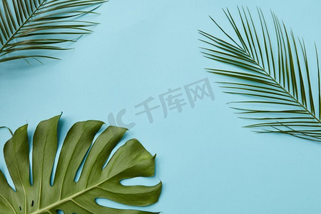 在一个垂直的蓝色背景热带棕榈叶和怪物与空间隔绝的文本平面奠定。绿叶隔离