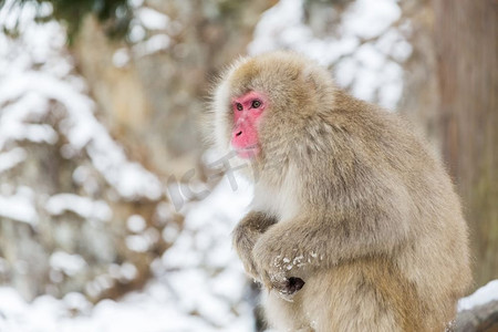 动物、自然和野生动物的概念-日本猕猴或地狱端公园的雪猴。地狱端公园的日本猕猴或雪猴