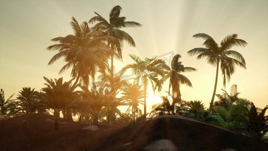 在日落的剪影椰子棕榈树。日落穿过棕榈树