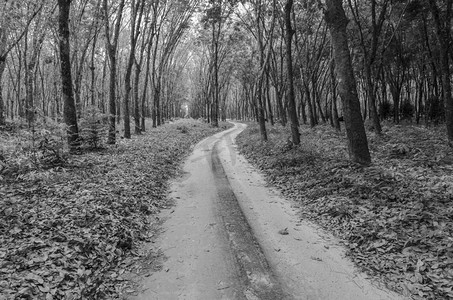 去森林的路在黑色和白色