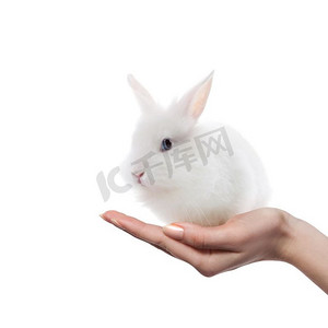 小兔子在手中隔绝了白色的背景。手中的小兔子