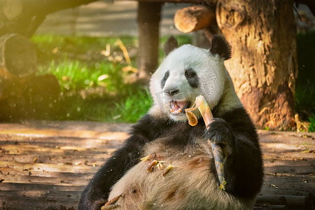 四川熊猫摄影照片_中国旅游的标志和吸引力—大熊猫吃竹子。中国四川成都。中国大熊猫