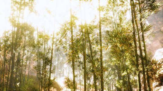 绿色阳光植物摄影照片_亚洲竹林与早晨阳光