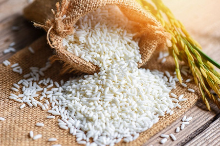 在麻袋的茉莉花白米和收获的黄色撕裂水稻在木桌，收获的大米和食物谷物烹饪概念