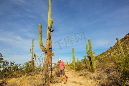 大Saguaro仙人掌在一个山，亚利桑那州，美国