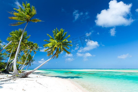 旅游，海景和自然概念—热带海滩与棕榈树在法属波利尼西亚。热带海滩与棕榈树在法属波利尼西亚