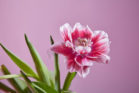 一个温柔的粉红色花郁金香与绿色叶子在粉红色背景。春天，节日明信片。郁金香花在粉红色的背景。明信片