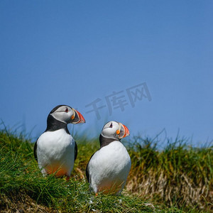 海森摄影照片_美丽的大西洋海雀或Comon海雀Fratercula Arctica在诺森伯兰英格兰在明亮的春日