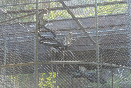 中野三玖鼠标摄影照片_笼中野猴