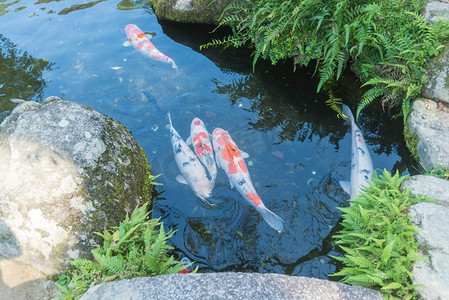 日本的花式鲤鱼