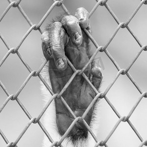 猴子的手在栅栏上