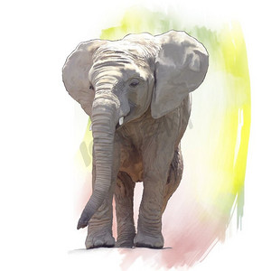 大象宝宝的数码绘画小象水彩画