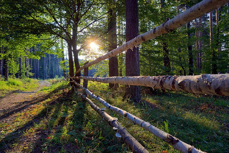 村路摄影照片_木栅栏在夏季森林