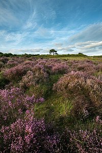 美丽新农村摄影照片_美丽的夏天日落风景图像布拉特利视图在新森林国家公园英格兰 